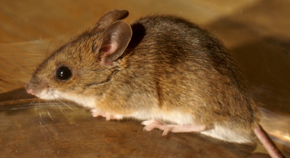 Ratten abwehr Schädlings bekämpfung ablehnen Mäuse Käfer Insekten fänger  wieder verwendbar ungiftig Hausgarten Auto Nagetier abweisende Ratten  killer Falle - AliExpress